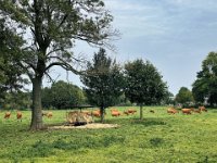 Rinder auf der Weide  iPhone 13 Pro Max  - 02.10.2023 - : Landschaft, Kühe, Weide, Bäume