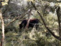 Heckrind - Stier im Auenwald  iPhone 13 Pro Max  - 06.10.2023 -