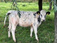 Schönes kleines Kalb  iPhone 13 Pro Max  - 08.10.2023 -