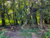 Kleiner Wald in den Rheinwiesen  iPhone 13 Pro Max  - 10.10.2023 -