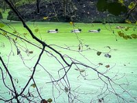 Waldteich  iPhone 13 Pro Max  - 13.10.2023 -