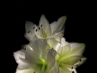 Amaryllis  iPhone 13 Pro Max  - 01.11.2023 -