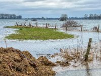 Nutria im Hochwasser  iPhone 13 Pro Max  - 07.01.2024 -