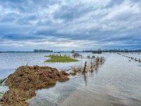 Bislicher Insel Hochwasser  iPhone 13 Pro Max  - 07.01.2024 -