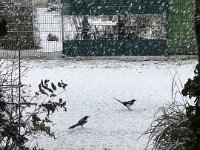 Elstern im Schneefall  iPhone 13 Pro Max  - 15.01.2024 -
