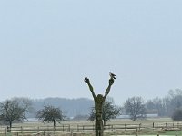 Feldfigur mit echtem Greifvogel  iPhone 13 Pro Max  - 20.02.2024 -