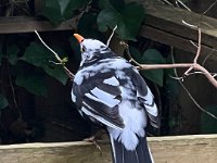 Amsel Mutant  iPhone 13 Pro Max  - 04.03.2024 -