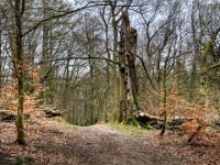 Die alte Buche am Waldweg  iPhone 13 Pro Max  - 21.03.2024 -