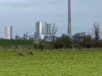Rehe und Industrie  iPhone 13 Pro Max  - 21.03.2024 -