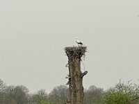 Störche im Nest  iPhone 13 Pro Max  - 30.03.2024 -