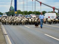 Schafherde auf der Rheinbrücke  iPhone 13 Pro Max  - 02.06.2024 -