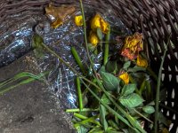 Verwelkte Rosen im Korb  iPhone 13 Pro Max  - 07.06.2024 -