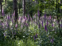 Fingerhut im Wald  iPhone 13 Pro Max  - 07.06.2024 -