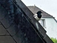 Die Elster vor meinem Fenster  iPhone 13 Pro Max  - 21.06.2024 -
