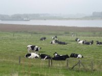 Am Rhein im Morgendunst  iPhone 13 Pro Max  - 28.07.2024 -
