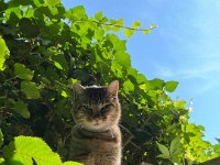 Mito auf dem Carportdach  iPhone 13 Pro Max  - 07.09.2024 -