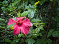 Hibiskusblüte  iPhone 13 Pro Max  - 09.10.2024 -
