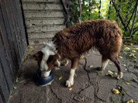 Balu, der Besucher  iPhone 13 Pro Max  - 27.11.2024 -
