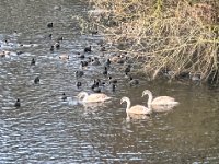 Drei Jungschwäne, Blesshühner und Enten  iPhone 13 Pro Max  - 29.11.2024 -