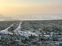 Spuren im frostigen Feld  iPhone 13 Pro Max  - 20.01.2024 - : Landschaft, Winter, Dunst, Morgenrot, Schnee, Frost, Feld, Morgensonne