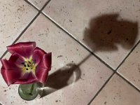 Tulpe mit Schatten  iPhone 13 Pro Max  - 01.04.2024 -