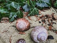 Leere Schneckengehäuse  iPhone 13 Pro Max  - 25.02.2025 -