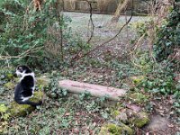 Kater und Krokus  iPhone 13 Pro Max  - 25.02.2025 -