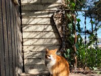 Der rote Gastkater  iPhone 13 Pro Max  - 04.03.2025 -