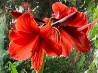 Amaryllis  iPhone 13 Pro Max  - 11.03.2025 -