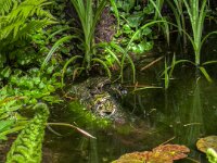 Teichfrösche im Garten  iPhone 13 Pro Max  - 22.04.2025 -