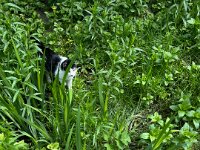 Harlekin im Gartengrün  iPhone 13 Pro Max  - 22.04.2025 -