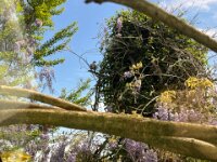 Ringeltaube vor dem Fenster  iPhone 13 Pro Max  - 27.04.2025 -