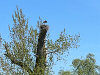 Storch auf dem Nest  iPhone 13 Pro Max  - 30.04.2025 -