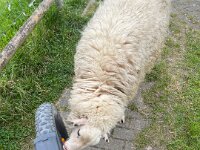 Sie hat meine gelben Radflektoren zum Fressen gern  iPhone 13 Pro Max  - 05.05.2025 -