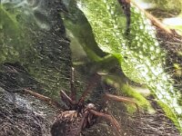 Labyrinthspinne  iPhone 13 Pro Max  - 16.05.2025 -