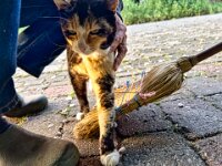 FuMao hilft mir beim Fegen  iPhone 13 Pro Max  - 17.05.2025 -