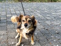 Das ist Lucy..  iPhone 13 Pro Max  - 20.05.2025 -