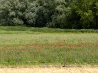 Mohnblumen in der Wiese  iPhone 13 Pro Max  - 26.05.2025 -