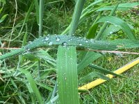 Wassertropfen  iPhone 13 Pro Max  - 26.06.2025 -