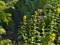 Kater Struppi und Reiher im Garten  iPhone 13 Pro Max  - 29.06.2025 -