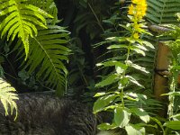 Struppi schläft  iPhone 13 Pro Max  - 29.06.2025 -