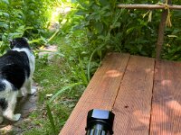 Kamera und Kater Harlekin  iPhone 13 Pro Max  - 29.06.2025 -