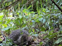 Igel im Garten  iPhone 13 Pro Max  - 05.07.2025 -