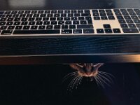 Alice  iPhone 13 Pro Max  - 10.07.2025 -