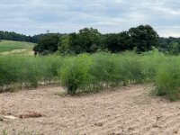 Spargelfeld  iPhone 13 Pro Max  - 12.07.2025 -