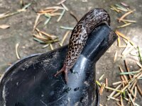 Tigerschnegel (Limax maximus) im Garten  iPhone 13 Pro Max  - 20.07.2025 -