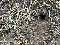 Steinhummel gräbt ihr Nest im Garten  iPhone 13 Pro Max  - 20.07.2025 -