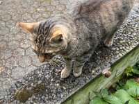 Kater Mito mit Schnecke  iPhone 13 Pro Max  - 02.08.2025 -