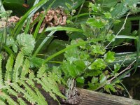 Der Frosch am Gartenteich  iPhone 13 Pro Max  - 04.08.2025 -