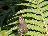 Waldbrettspiel im Garten  iPhone 13 Pro Max  - 24.08.2025 -